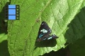 Scene 083_Diaethria neglecta on leaf